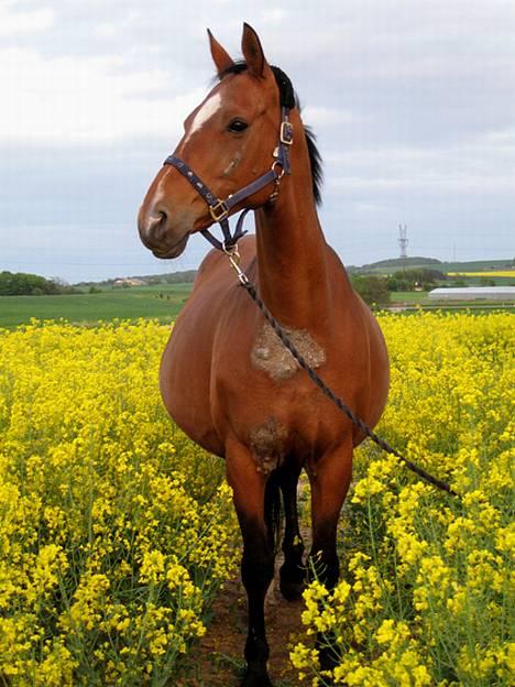 Trakehner Uniq Schwandro R.I.P. billede 15