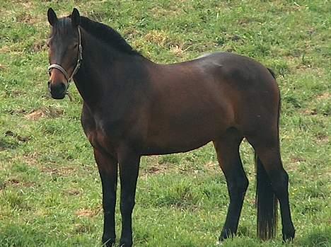 Anden særlig race farina - farina står og daser nede i engen sidste år billede 1