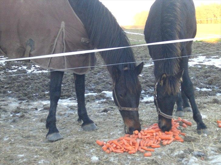 Anden særlig race farina - skal lige have en lille trave tur inden vi er hjemme billede 5
