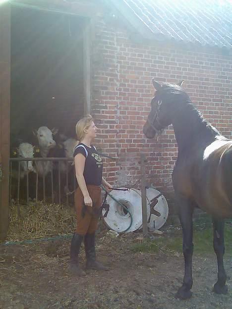 Anden særlig race farina - HJÆLP mor det er en ko der kigger på mig!!! billede 6