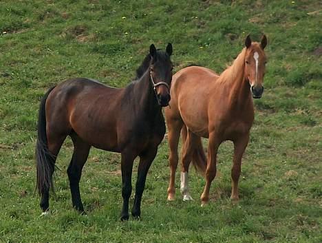 Anden særlig race farina - sagde du gulerod? så kommer vi måske:-) billede 7
