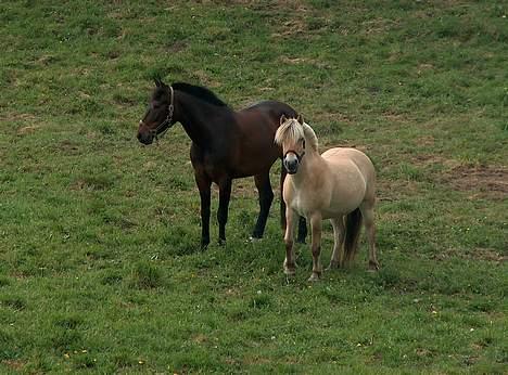 Anden særlig race farina - hygger lige med veninden nede i engen billede 9
