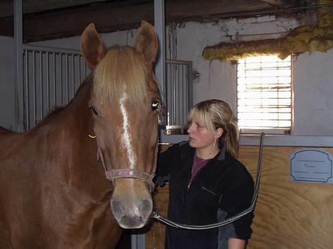 New Forest Lukas *Himmelhest* - Lukas billede 1