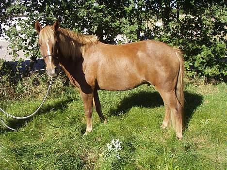 New Forest Lukas *Himmelhest* billede 2