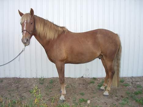 New Forest Lukas *Himmelhest* billede 3