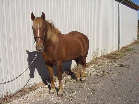 New Forest Lukas *Himmelhest* billede 4