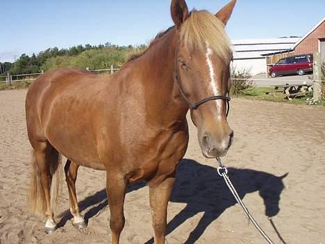 New Forest Lukas *Himmelhest* billede 5