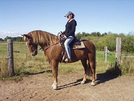 New Forest Lukas *Himmelhest* billede 6