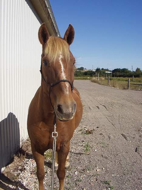 New Forest Lukas *Himmelhest* billede 7