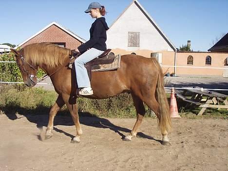 New Forest Lukas *Himmelhest* billede 8