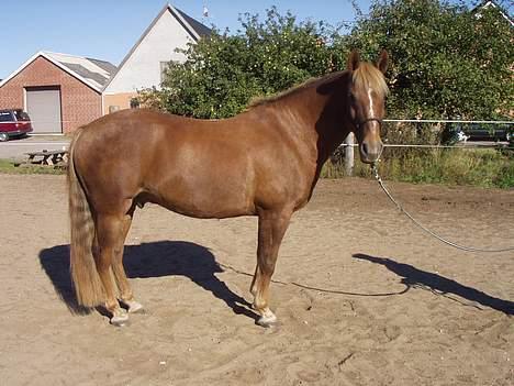 New Forest Lukas *Himmelhest* billede 9