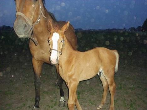 Dansk Varmblod Cheri,  død ;( billede 14