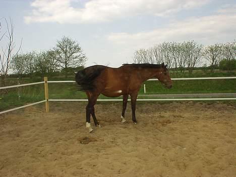 Dansk Varmblod Cheri,  død ;( billede 15