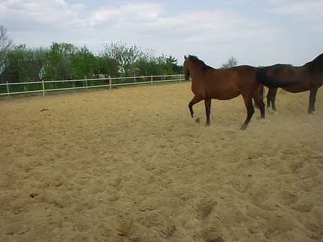 Dansk Varmblod Cheri,  død ;( billede 16