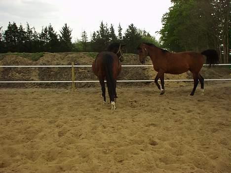 Dansk Varmblod Cheri,  død ;( billede 17