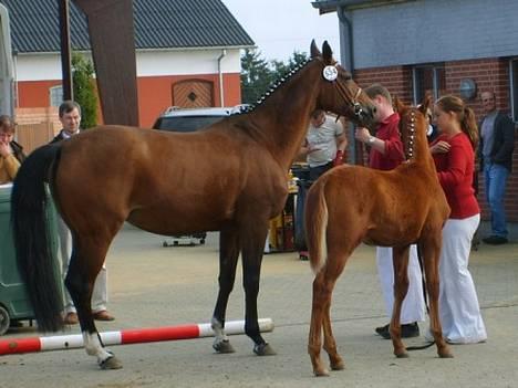 Dansk Varmblod Cheri,  død ;( billede 18