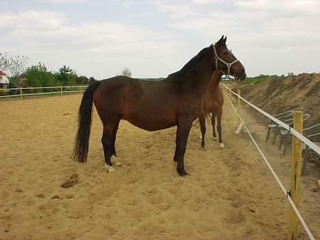 Dansk Varmblod Mari billede 10