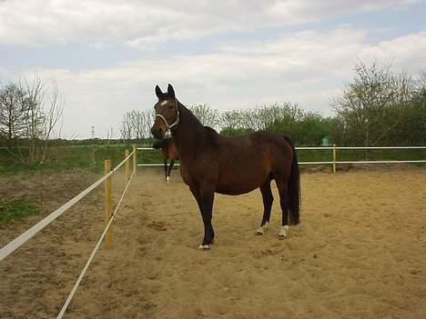 Dansk Varmblod Mari billede 11