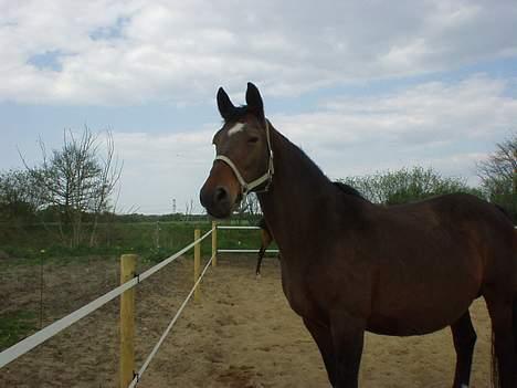 Dansk Varmblod Mari billede 12