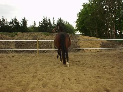 Dansk Varmblod Mari billede 13