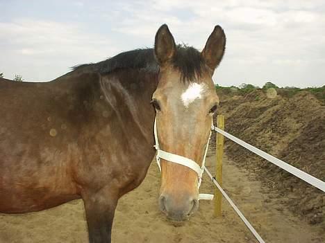 Dansk Varmblod Mari billede 14