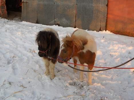 Anden særlig race Kastaniens O'Malley - O´Mally sammen med Freja billede 3