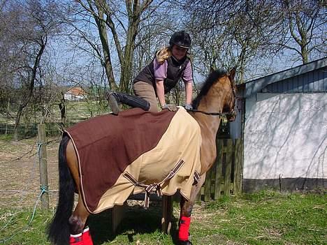 Anden særlig race Lg´s Gipsy Lady [Solgt] - nu skal vi ride billede 11