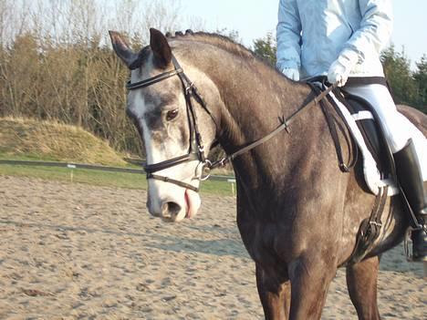 Hollandsk Varmblod Flyer H-S  - Til stævne i thorsø, opvarmning til vores første LA1, d 31/3 07 billede 11