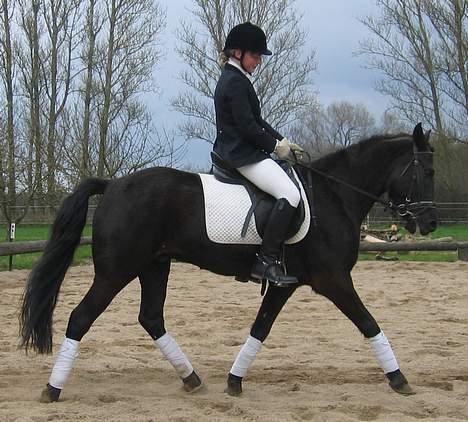 New Forest Roløkke Himalaya SOLGT - rauww. er han ikke skøn billede 12