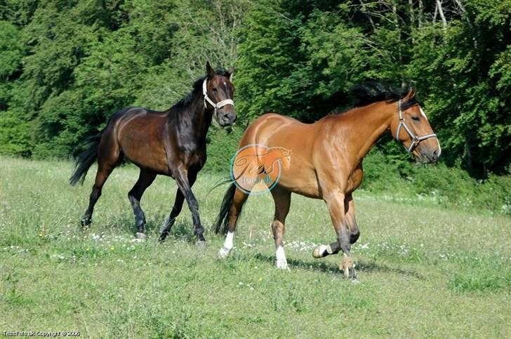 Dansk Varmblod Kløvers Luna billede 8