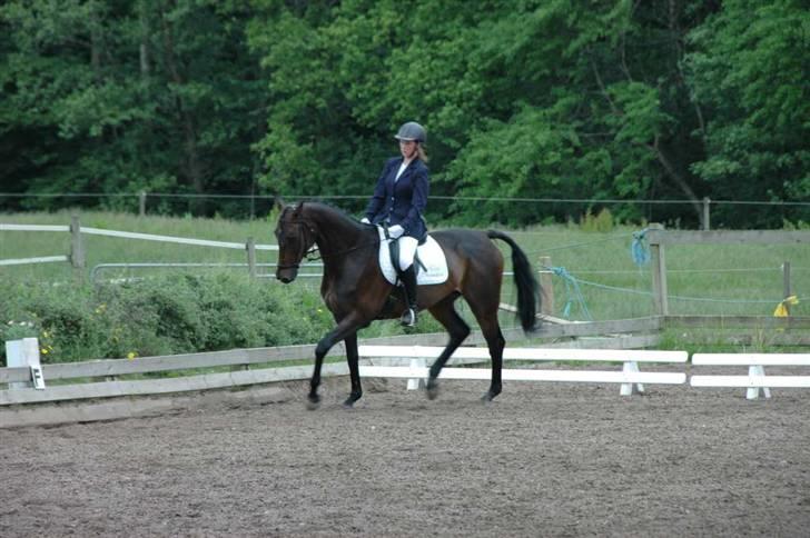 Dansk Varmblod Kløvers Luna billede 9