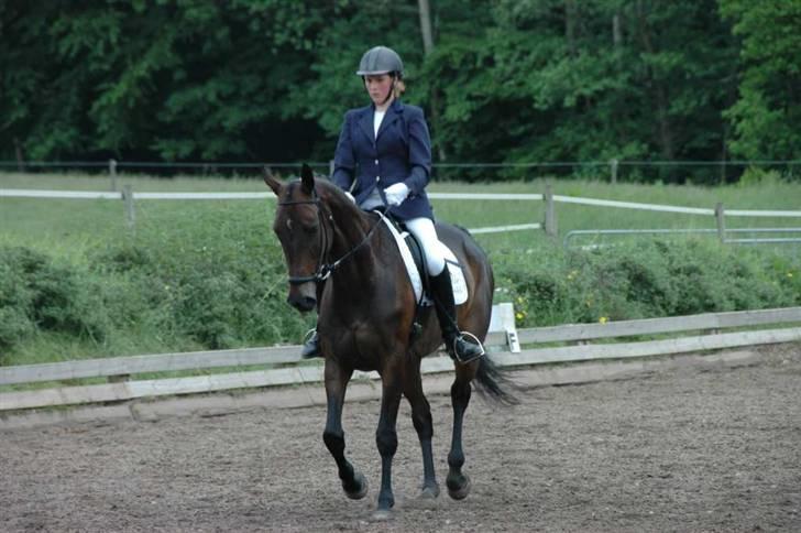 Dansk Varmblod Kløvers Luna billede 10