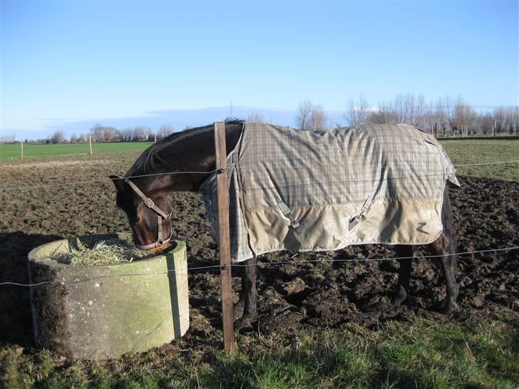 Oldenborg Scarlett - Scarlett hygger på folden i bregnør =) billede 2