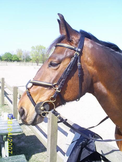 Oldenborg Scarlett - Sikke et smukt hoved, det lille pus har ;) billede 4