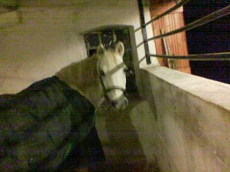 Anden særlig race Fanny (aflivet) - Det her billede blev taget dagen før hun blev aflivet. Mit sidste billede.. billede 2