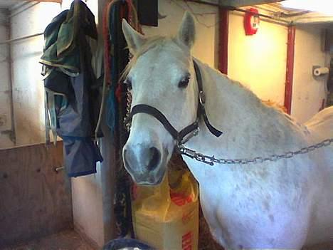 Anden særlig race Fanny (aflivet) billede 3