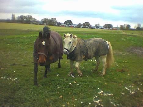 Anden særlig race Fanny (aflivet) - Perleveninderne. 2sekunder efter bed Scarlett, Fanny .. ;S billede 4