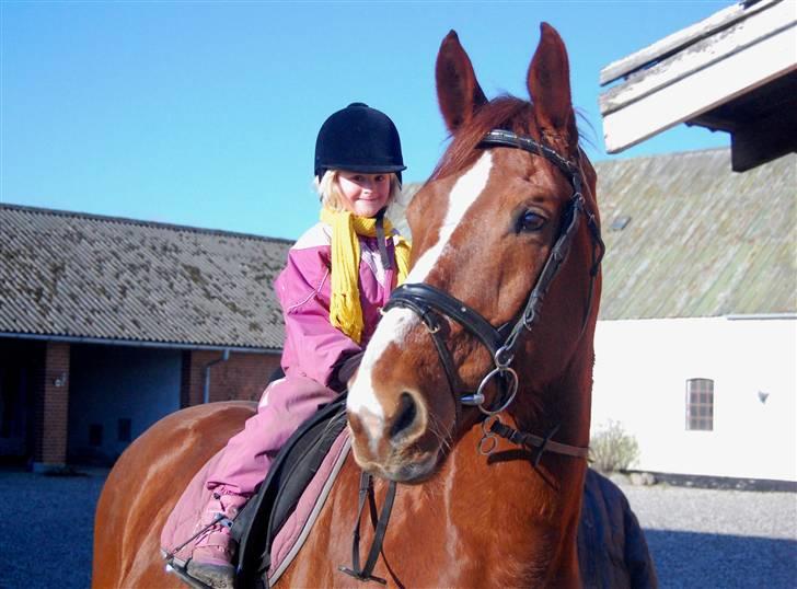 Hollandsk Varmblod OLEANDER - udf. frabedes! - Iben og Ole ;D 13/2-09 billede 2