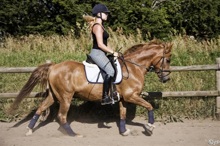 Anden særlig race Speedy *SOLGT* - Speedy .. den smukke dreng.. silverskatten i baggrunden :) <33 billede 1