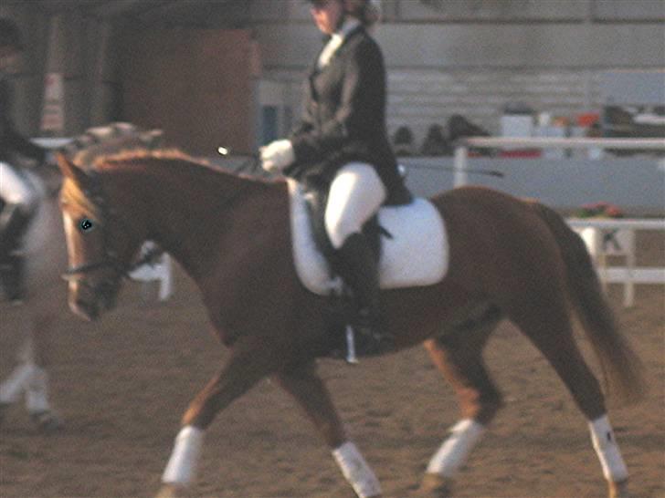 Anden særlig race Speedy *SOLGT* billede 4