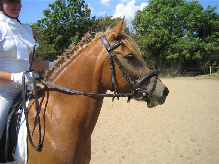 Anden særlig race Speedy *SOLGT* billede 5