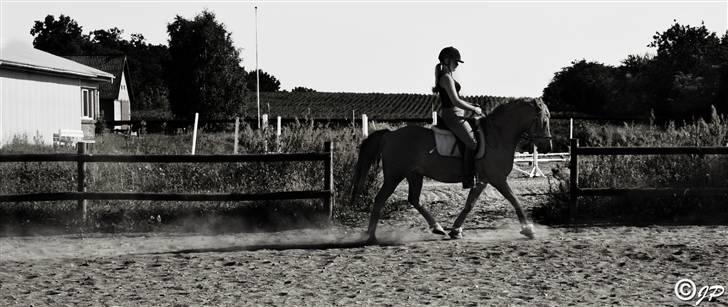 Anden særlig race Speedy *SOLGT* - jeg rider.. billede 11