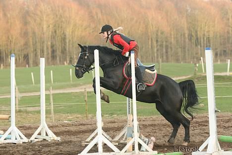 Hollandsk Sportspony Blacky<3 solgt - Bill. taget af Rene/LFoto.dk d.11.04.2007 Springer billede 7