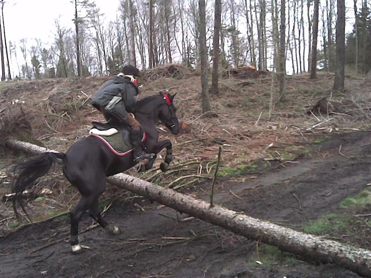 Hollandsk Sportspony Blacky<3 solgt - Springer ude i skoven, sløret , taget med mobil :! billede 8