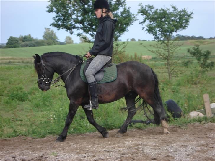 Dartmoor Akido af granlygård - Går jeg ikke bare godt :D billede 3