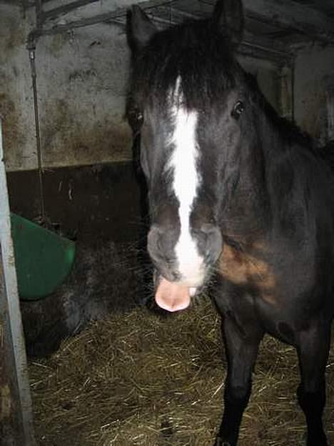 Dartmoor Akido af granlygård - Rækker tunge;) hehe  billede 4