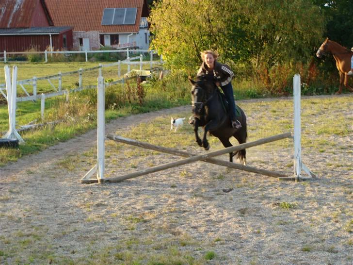 Dartmoor Akido af granlygård - NYT billede 5