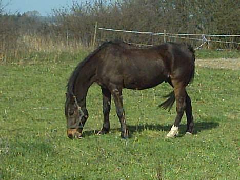 Traver Owens Rødbylund (aflivet) - Spiser græs billede 7