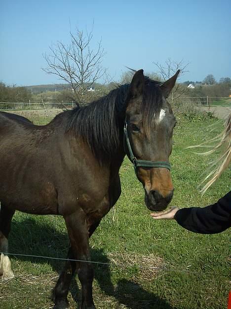 Traver Owens Rødbylund (aflivet) - prøver og se hvad der er i hånden billede 8
