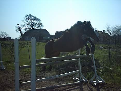 Fuldblod (XX) Aksaias (DØD) :( - Lyst springer ham ., ikke lige det bedste billede ..  billede 10
